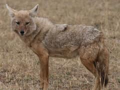 African golden wolf