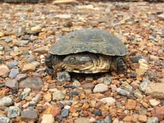 African helmeted turtle