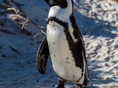 African Penguin