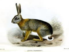African savanna hare