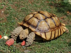 African spurred tortoise