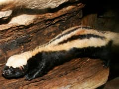 African striped weasel