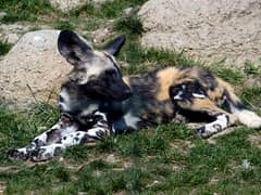 African wild dog