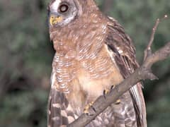 African wood owl