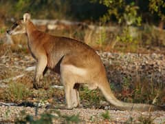 Agile wallaby
