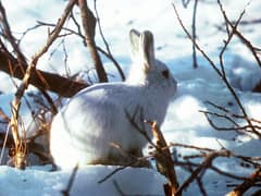 Alaskan hare