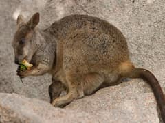 Allied rock-wallaby