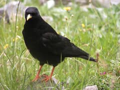 Alpine Chough