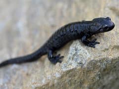 Alpine salamander