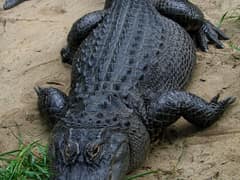 American alligator