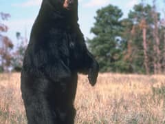 American black bear