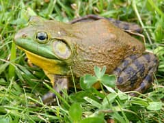 American bullfrog
