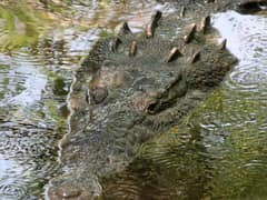 American crocodile
