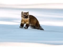 American marten