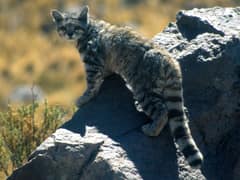 Andean mountain cat