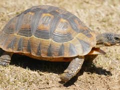 Angulate tortoise