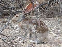 Antelope jackrabbit