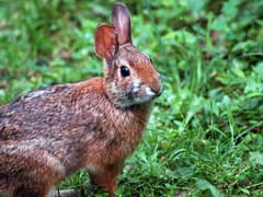 Appalachian cottontail