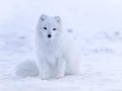Arctic fox