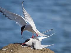 Arctic tern