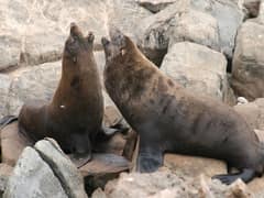 Arctophoca australis forsteri