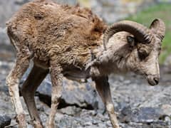 Argali