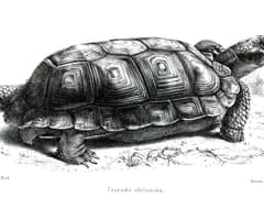 Argentine tortoise