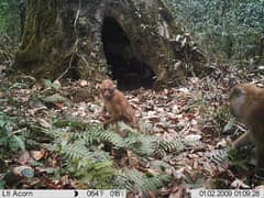Arunachal macaque