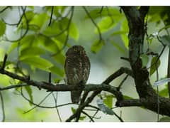 Asian Barred Owlet