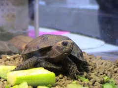 Asian forest tortoise