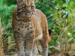 Asian golden cat