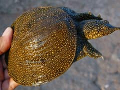 Asiatic softshell turtle