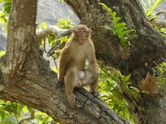 Assam macaque
