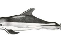 Atlantic white-sided dolphin