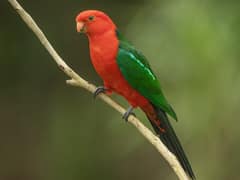 Australian King Parrot