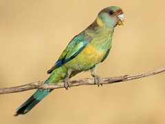 Australian Ringneck