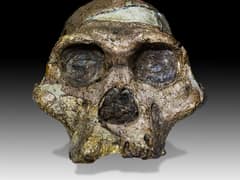 Australopithecus africanu