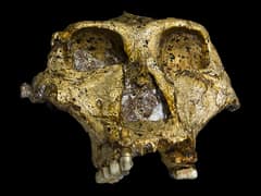 Australopithecus robustus