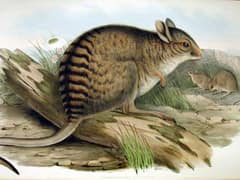 Banded hare-wallaby
