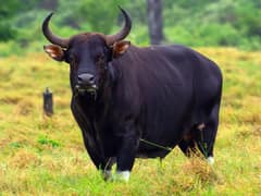 Banteng