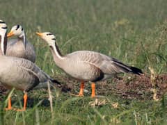 Bar-headed goose