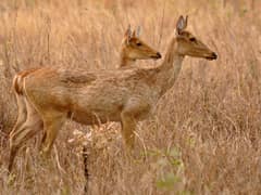 Barasingha