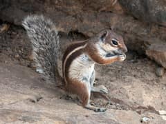 Barbary ground squirrel