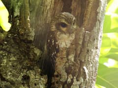 Bare-legged Owl
