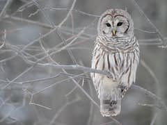 Barred Owl