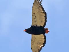 Bateleur