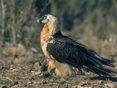 Bearded vulture