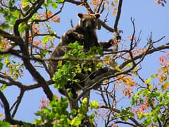 Bennett's tree-kangaroo