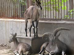 Bharal