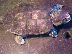 Big-headed turtle